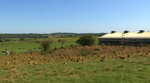 Free range chicken farm Stock Footage