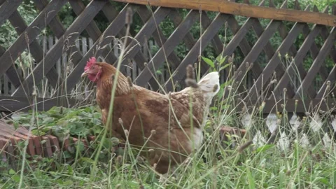 Free range Chicken on a Farm Video stock 202641754