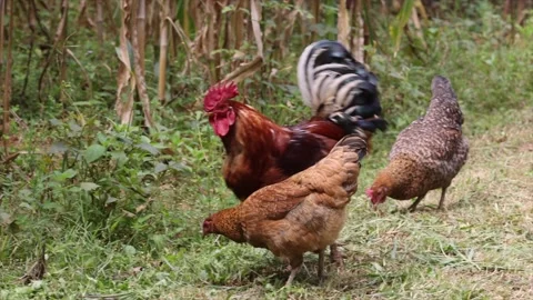 Free range chicken at a farm. 스톡 동영상 282381636