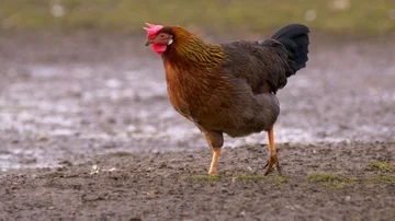 Free range chicken farming 스톡 동영상 85902807