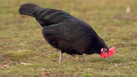 Free range chicken farming Stock Footage 85954609