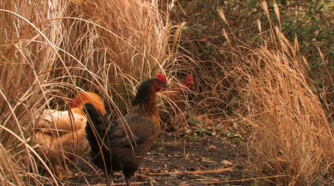 Free range chicken Stock Footage 596550