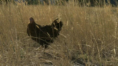 Free range chicken Stock Footage 875289