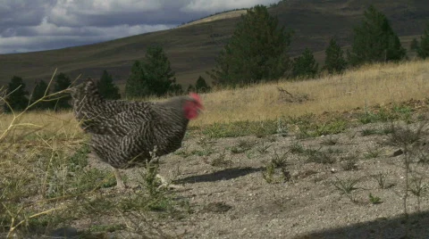 Free range chicken Stock Footage 875307