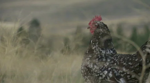 Free range chicken Stock Footage 875327