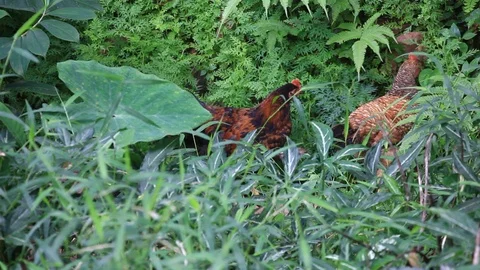 Free Range Chicken Stock Footage 94675821