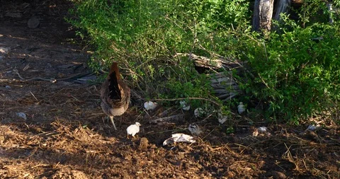 Free range chicken Video stock 118838752