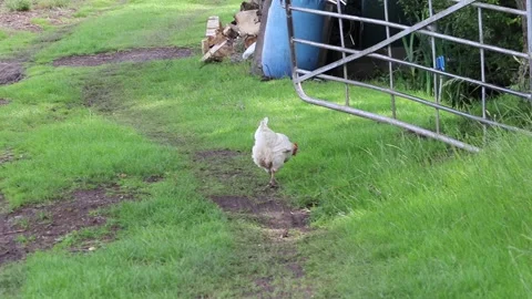 Free range chicken Video stock 133242076
