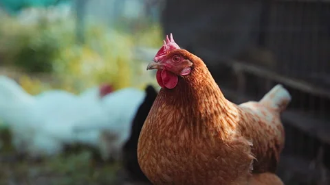 Free Range Chicken Stock Footage 153507162