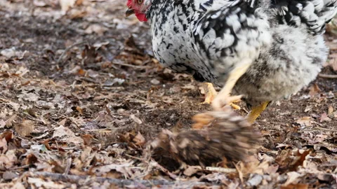 Free-range chicken Stockbeeldmateriaal 171479716