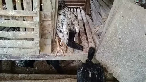 Free-range chicken Video stock 236532945