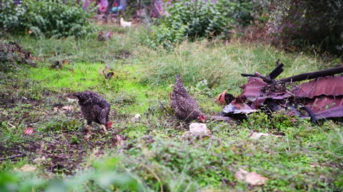 Free range chicken. Stock Footage 320249563