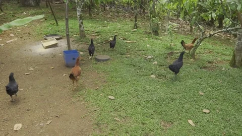 Free range chicken foraging freely in natural pasture. Stock Footage