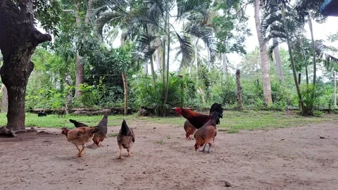 Free-range chicken foraging on ground. Stock Footage 231832191
