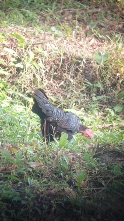 Free-range-chicken-foraging-nature Video stock 328962869