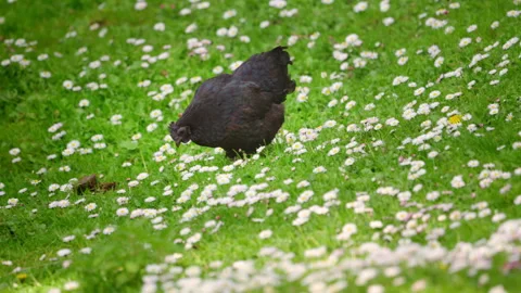 Free range chicken grazing in a fresh spring meadow full of blooming daisies Stock Footage 335411772