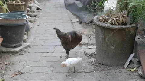 Free range chicken , hen with her son while eating finding food on ground Stock Footage 201549073