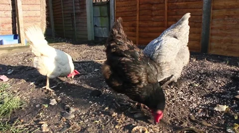 Free Range Chicken Hen Searching For Food In Garden Mud Stock Footage 49609409