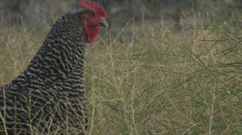 Free range chicken on hillside Stock Footage 875351