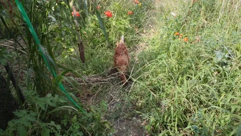 A free-range chicken inside a farm Stock Footage 87104857