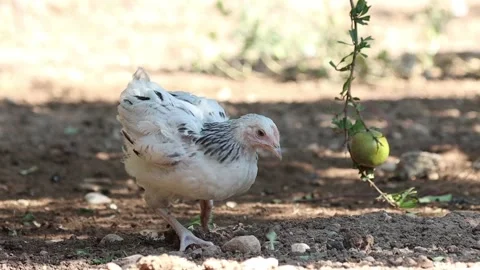 Free-range , chicken looking for natural food in the grasslands. Organic meat Stock Footage 140650045