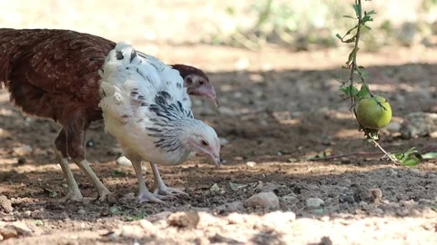 Free-range  chicken looking for natural food in the grasslands. Organic meat Stock Footage 140650202