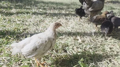 Free range chicken in outdoor environment Stock Footage 304628873