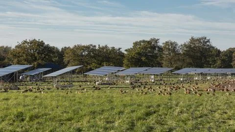 Free range chicken pecking about under solare panels Stock Photos