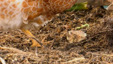 Free range chicken pecking on compost Stock Footage 149376203