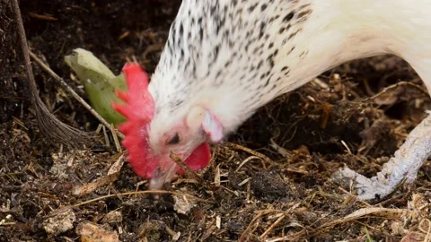 Free range chicken pecking on compost Stock Footage 149376283