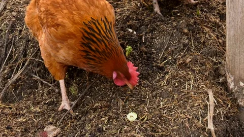 Free range chicken pecking on compost Stock Footage 149376515