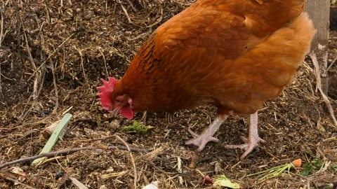 Free range chicken pecking on compost Stock Footage 149376592