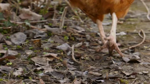 Free range chicken pecking on compost Stock Footage 149377054