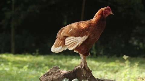 Free range chicken perched on a log in meadow Stock Footage 72551544
