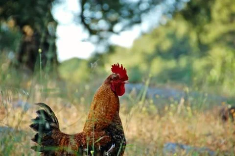 Free range chicken Foto stock
