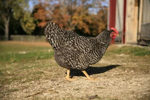 Free-Range Chicken Stock Photos