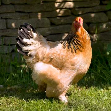 Free range chicken Stock Photos