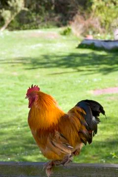 Free range chicken Stock Photos