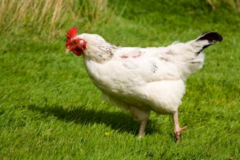 Free range chicken Stock Photos