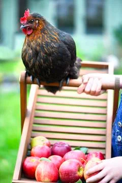 Free range chicken playing Stock Photos