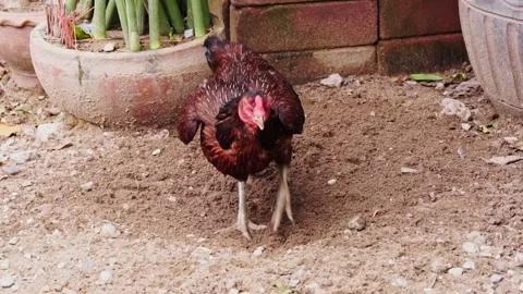Free range chicken rooster, digging and scratching the ground with its feet, pec Stock Footage 237824636