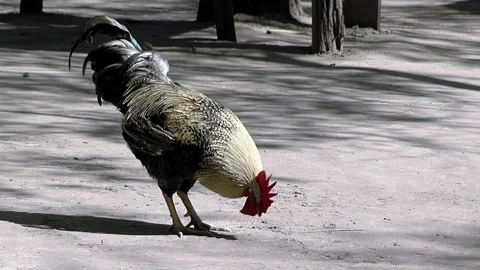Free Range Chicken Rooster Strutting In Rural Farmyard, Argentina - 4K Stock Footage 331325896