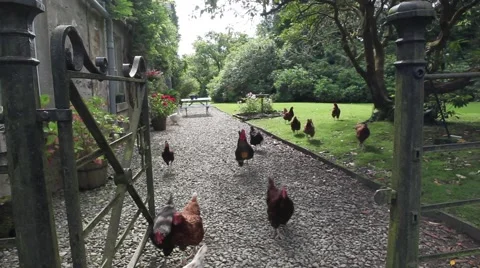 Free range chicken running towards the camera in beautiful English style garden Stock Footage 45073615