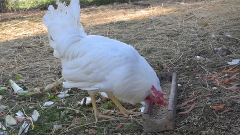 Free range chicken on a traditional poultry farm Stock-Footage 76235076