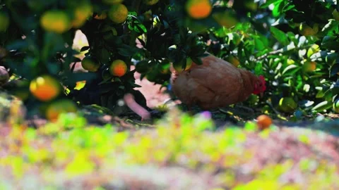 Free-range Chicken Under Orange Trees in Orchard - Video Video stock 347793982