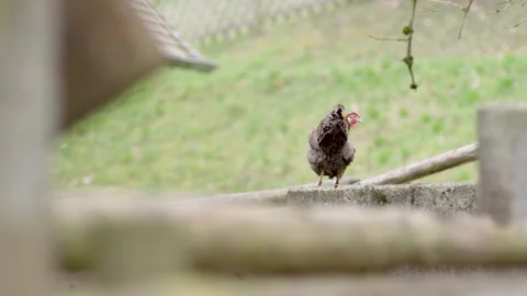 Free Range Chicken Walking and Pecking on Farm Ledge Outdoors in Rural Setting Stock Footage 334054726