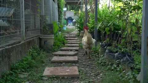 A free range chicken is walking in a garden Stock Footage 270255293