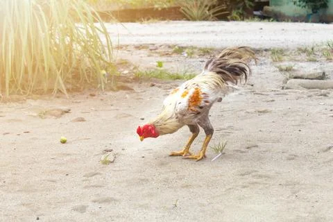 A free-range chicken in the yard Stock Photos