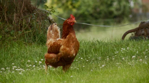 Free Range Chickens (2) Stock Footage 27307839