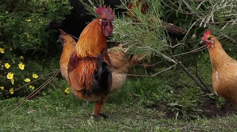 Free range chickens acting under the bush. Rooster and hens. Vídeos de archivo 51732992